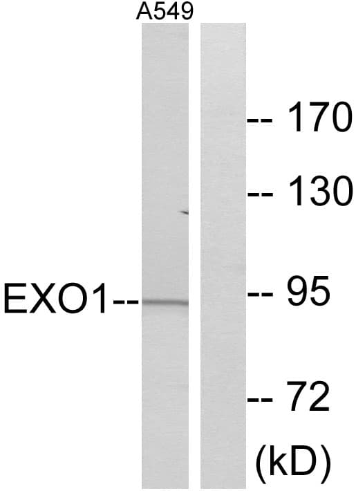 EXO1 Antibody (aa61-110)