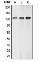 BTF / BCLAF1 Antibody (Internal)