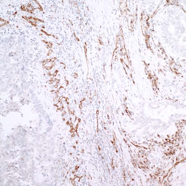 PECAM-1 / CD31 Antibody (aa700-C-term)