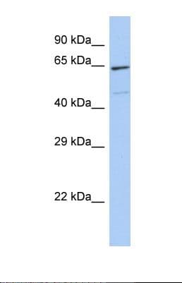 Polyclonal Rabbit anti-Human ZNF7 Antibody (C-Terminus, WB)