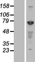 CEP72 Protein (Over-Expression Lysate Myc-DDK (Flag))