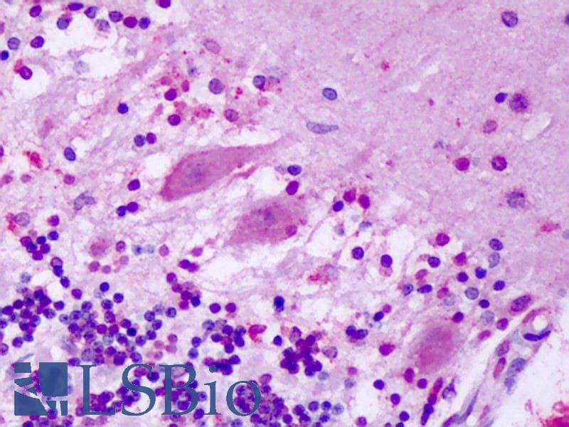 IHC-plus™ GPR1 Antibody (N-Terminus)
