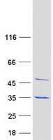 Human EF1B / EEF1B2 Protein (Recombinant Myc-DDK (Flag))
