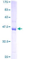 Human TSC22D1 / TSC22 Protein (Recombinant GST)
