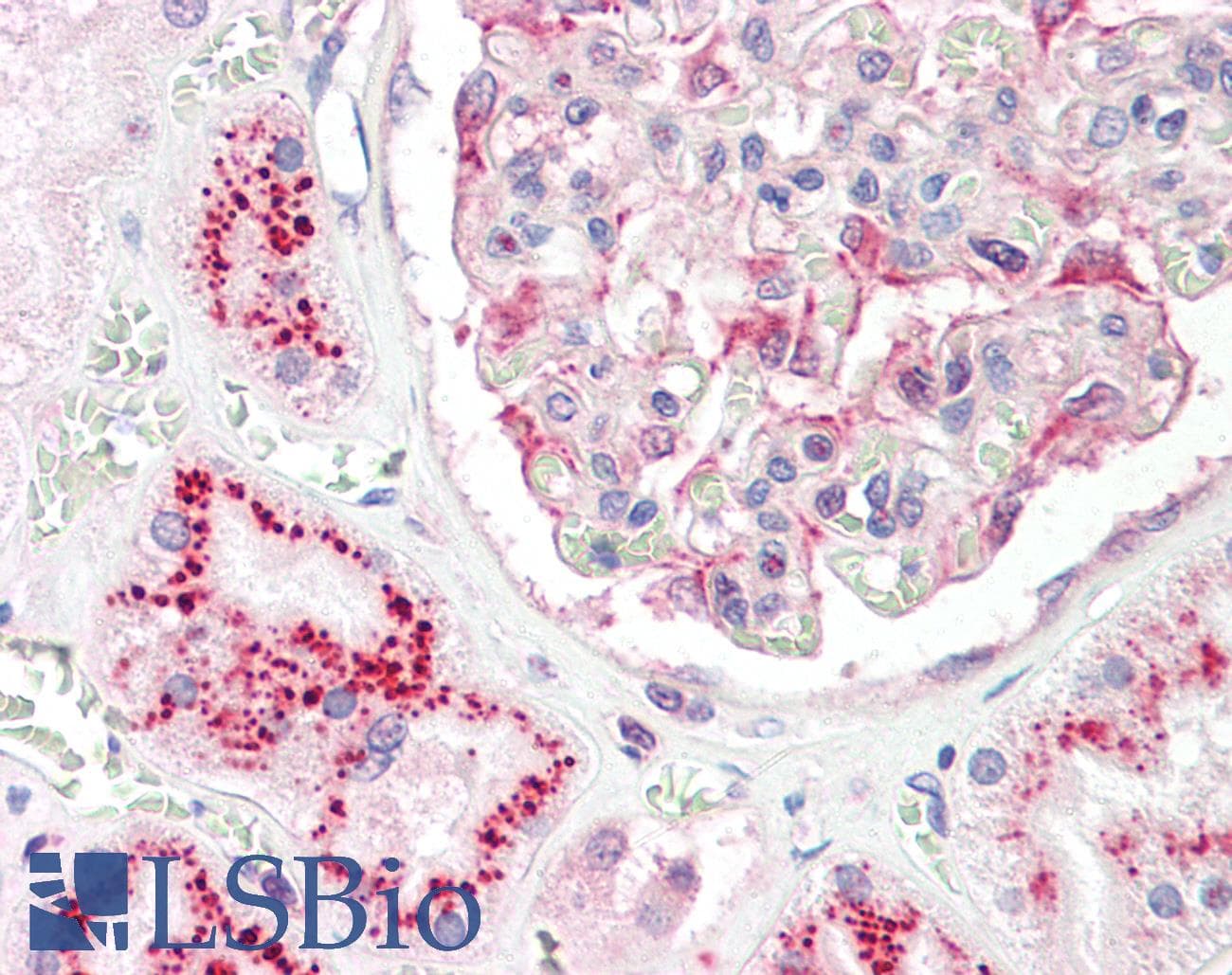 IHC-plus™ CASK Antibody