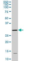 CDK1 / CDC2 Antibody (clone 8F1)