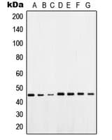 POU5F1 / OCT4 Antibody (Internal)