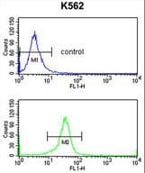 EIF4A2 Antibody (aa333-360)