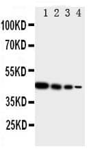 TICAM1 / TRIF Antibody (aa692-712)