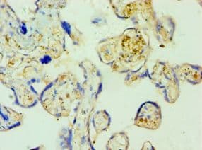 SHMT / SHMT1 Antibody (aa324-483)