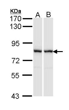 RACGAP1 / MGCRACGAP Antibody (aa1-202)
