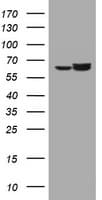 HSPD1 / HSP60 Antibody (clone OTI4E4, Carrier-free)