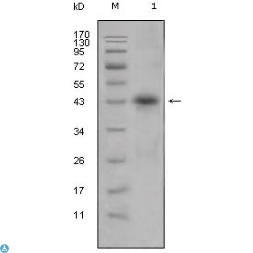 APOL1 / Apolipoprotein L Antibody