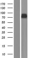 PREPL Protein (Over-Expression Lysate Myc-DDK (Flag))