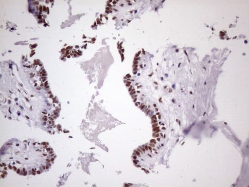 NUDT21 Antibody (aa2-227, clone OTI1B1)