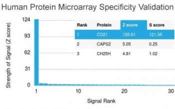 CR2 / CD21 Antibody (clone CR2/2754)