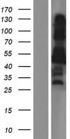 C10orf26 / OPAL1 Protein (Over-Expression Lysate Myc-DDK (Flag))