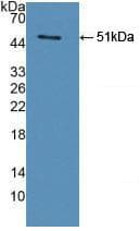 LGMN / Legumain Antibody (aa18-433)