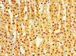 DIMT1L Antibody (aa1-313, Biotin)