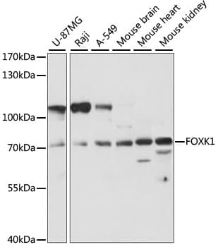 Polyclonal Rabbit anti-Human FOXK1 / MNF Antibody (WB)