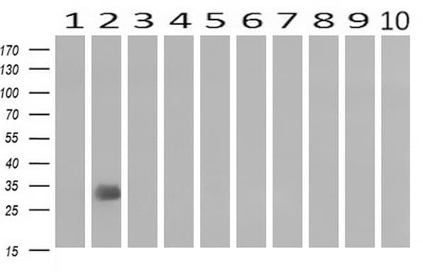 Monoclonal Mouse anti-Human KLK8 / Kallikrein 8 Antibody (clone UMAB85, IHC, WB)