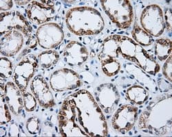 Monoclonal Mouse anti-Human LIPG / Endothelial Lipase Antibody (clone OTI6B11, IHC, IF, WB)