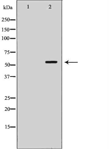 Nectin-1 / PVRL1 Antibody