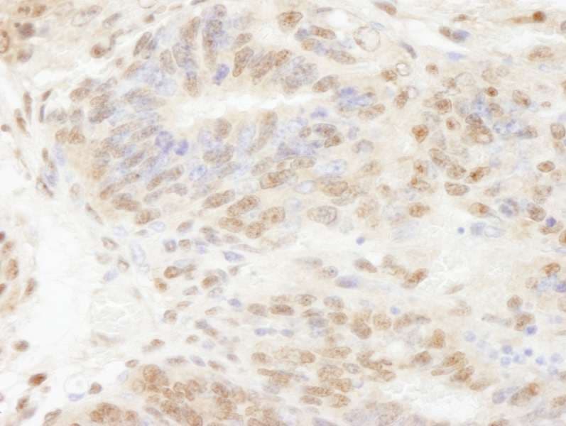 POLD3 Antibody (aa325-375)