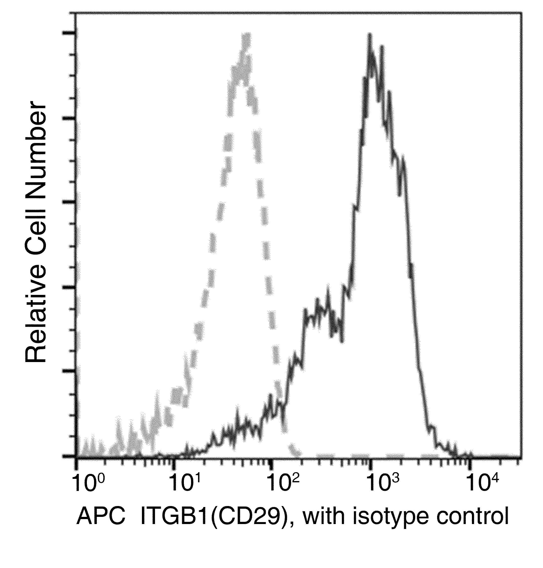 ITGB1 / Integrin Beta 1 / CD29 Antibody (clone 05, APC)