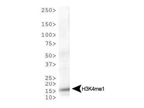 Histone H3 Antibody (Me-Lys4)