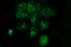 COX6C Antibody (clone OTI4A5)