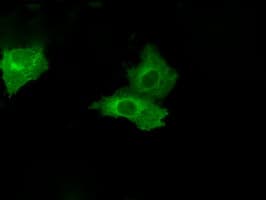 PSMC3 Antibody (clone OTI9F3, Carrier-free)