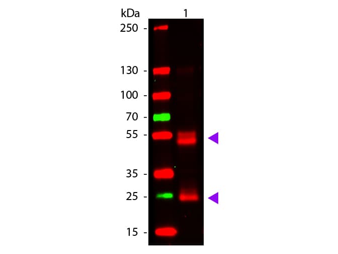 Polyclonal Goat Anti-Rat IgG Secondary Antibody (IHC, WB)