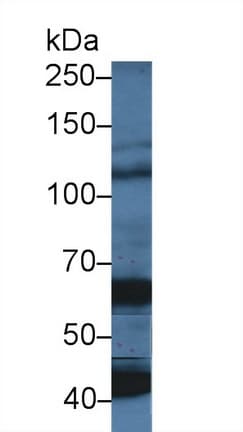 OAS1 Antibody (aa74-165, Cy3)