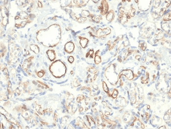 PODXL / Podocalyxin Antibody (clone PODXL/2185)