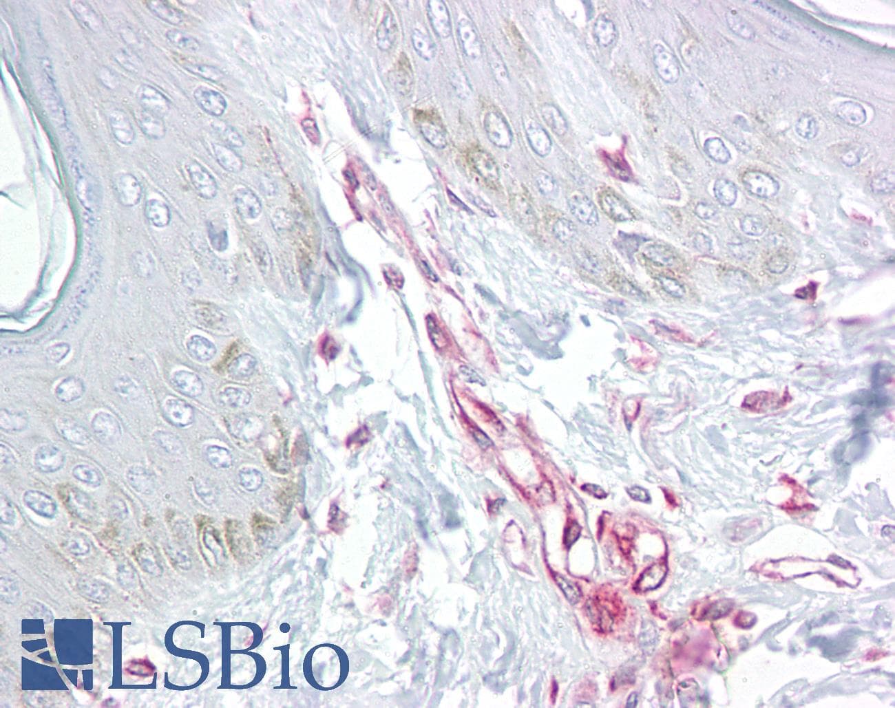 IHC-plus™ LIF Antibody
