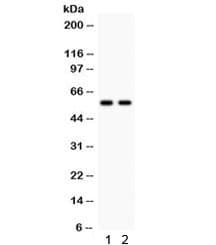 Polyclonal Rabbit anti-Human CYP1A2 Antibody (IHC, WB)