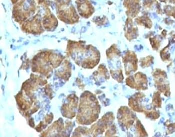 Mitochondria Antibody (clone SPM198, Azide-free, BSA-free)