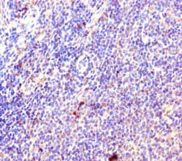 Polyclonal Rabbit anti-Human L35A / RPL35A Antibody (WB)