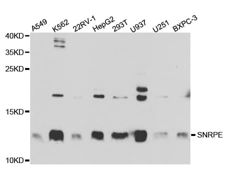 SNRPE Antibody