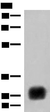 HLA-DRB4 Antibody