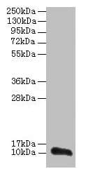 TMEM14A Antibody