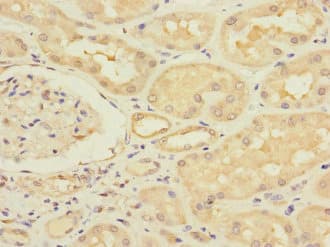 Polyclonal Rabbit anti-Human ERVFRD-1 / HERV-FRD Antibody (IHC)