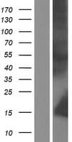HNP-4 / DEFA4 Protein (Over-Expression Lysate Myc-DDK (Flag))