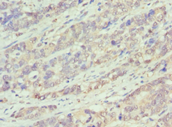 BCL10 / BCL-10 Antibody (aa1-233)