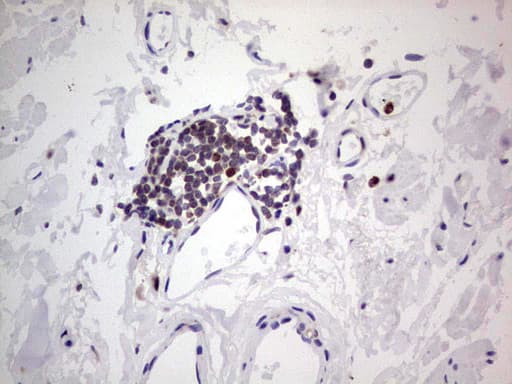 PCNA Antibody (clone OTI13G4)