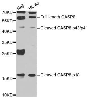 CASP8 / Caspase 8 Antibody
