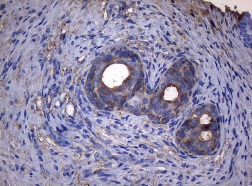 ADH5 Antibody (aa1-266, clone OTI5G4)