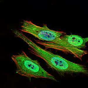 PON1 / ESA Antibody (aa20-155, clone 4G8D3)