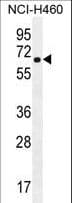 CHRND Antibody (aa168-196)